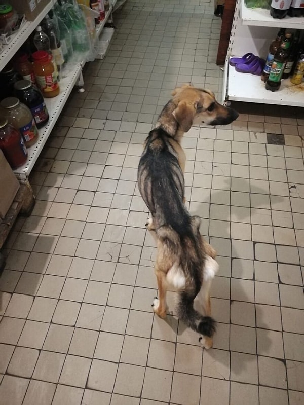 Людей интересовала ситуация, и они хотели выяснить, что же произошло. Судя по всему, ее держал в плену хозяин-алкоголик.