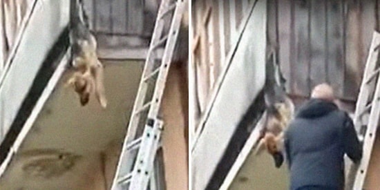 Местные жители Тутаева спасли собаку, которая пыталась сбежать от жестокого хозяина