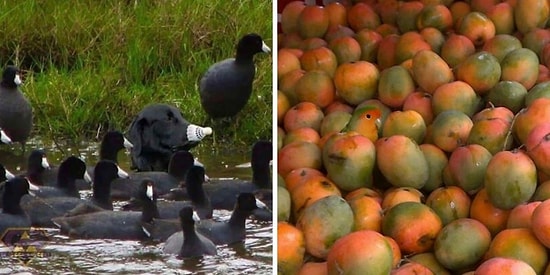 16 фотографий мастеров маскировки, которым позавидует даже настоящий спецназ