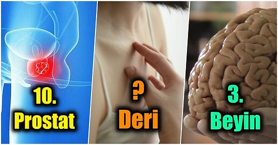 Vücudumuzdaki En Ağır Organların Hangileri Olduğunu Biliyor musunuz?