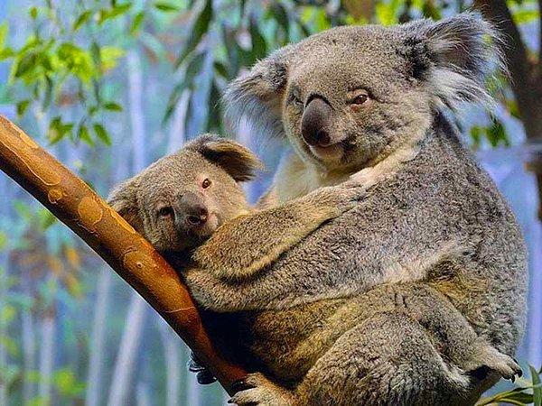 6. Erkek koalaların 2 penisi, dişilerin ise 3 vajinası vardır.