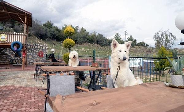 3. Müşterileri sadece köpeklerden oluşan bu kafe Türkiye'den mi?
