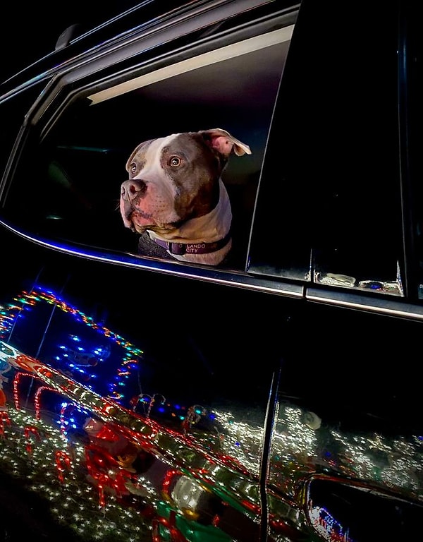 1. Впервые видит украшенные дома к Новому году. Кажется, ему нравится :)