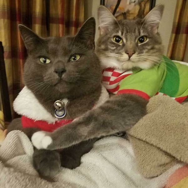 2. Только посмотрите на эти довольные мордашки :з