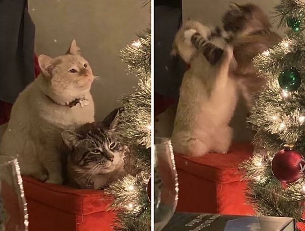 13. От любви до ненависти - один кусь