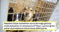Böyle mi Yapılacak? Urfa'da Sokak Hayvanlarının Eziyet Edilerek Toplanması Akıllarda Soru İşareti Yarattı!