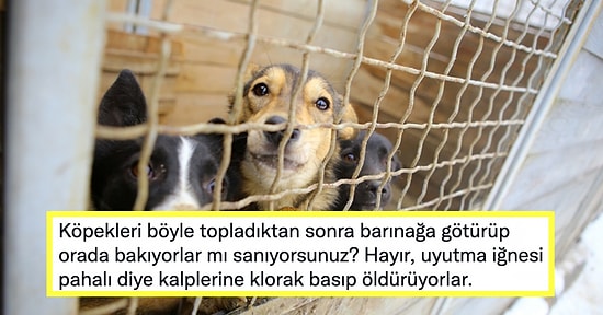 Böyle mi Yapılacak? Urfa'da Sokak Hayvanlarının Eziyet Edilerek Toplanması Akıllarda Soru İşareti Yarattı!