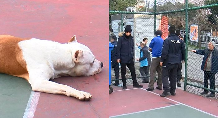 İstanbul'da Pitbull Saldırısı: İki Genç Yaralandı