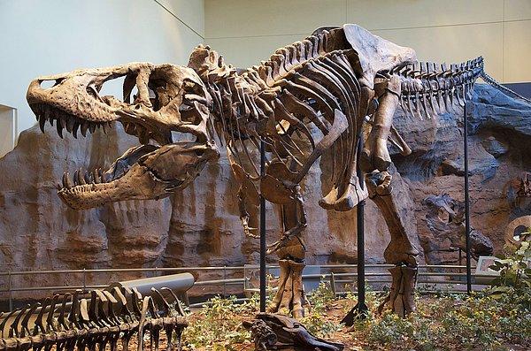 2. Bir zamanlarda dünyada yaşayan T. rex sayısının milyarlar olduğu öğrenildi.
