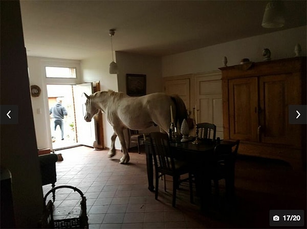 7. «Пойди посмотри наверх, Сандра, я проверю конюшню»