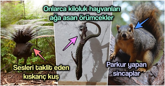 2021’de Hayvanların Gerçekleştirebildiğini Öğrendiğimiz En İlginç Davranışlar