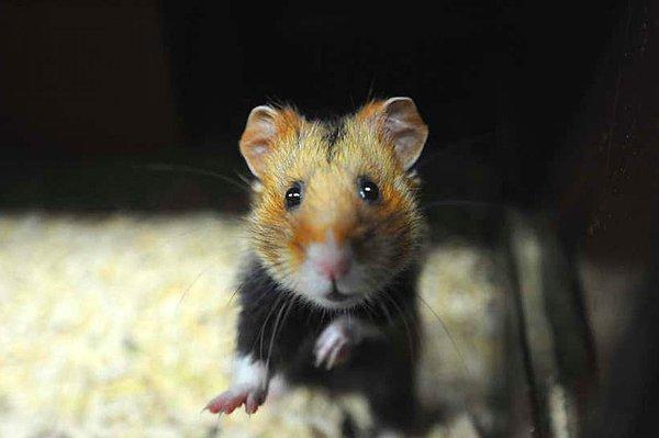 13. Yapılan bir araştırmaya göre popüler evcil hayvanlar arasında yer alan hamsterların hayvanlar aleminin en alkolik üyesi olduğu açıklandı.