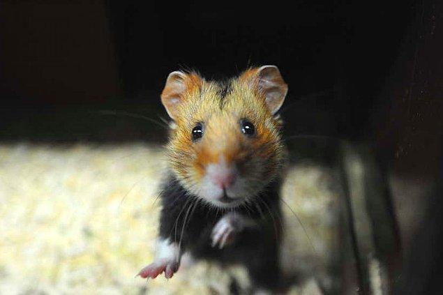13. Yapılan bir araştırmaya göre popüler evcil hayvanlar arasında yer alan hamsterların hayvanlar aleminin en alkolik üyesi olduğu açıklandı.