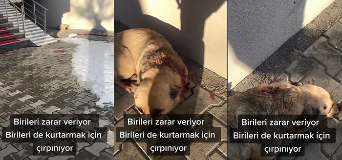 İçimiz Yandı! Sokakta Bulduğu Vurulmuş Yaralı Köpeği Kurtaran Abimizin Merhameti Gözlerimizi Doldurdu