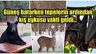 Doğadaki Hayvanların Hayata Mola Verdiği Zaman Dilimi Olan Kış Uykusu Hakkında Bilimsel Gerçekler