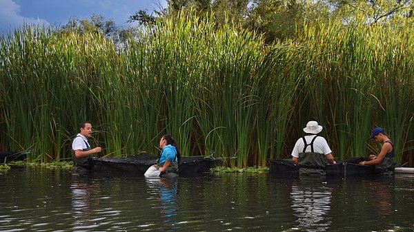 Tekila balığının yeniden doğaya salınışı örneğinde en önemli rol ise Meksika'nın Jalisco bölgesi halkına düşüyor. Bölgede yaşayanlar nehirler ve göllerdeki su kalitesini sürekli gözlemliyorlar.