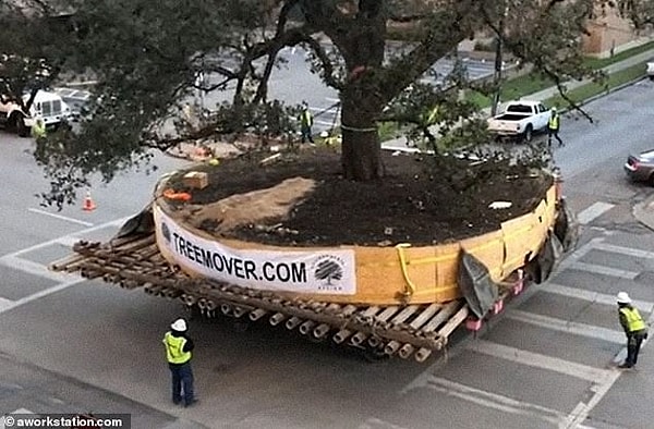 5. Когда деревья нужно перемещать с одного места на другое, их можно выкопать с помощью гигантской гидравлической лопаты и транспортировать с неповрежденными корнями для посадки в другом месте.