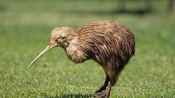 13. Yeni Zelanda'nın ulusal simgesi olan 'kivi' isimli kuşun aslında uçamayan bir kuş türü olması.