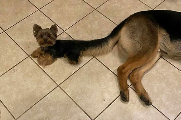 6. У нас новая порода!