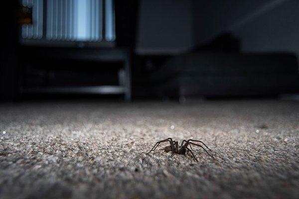 Öncelikle, bu bahsettiğimiz örümceklerin şehirlerdeki evlerde gördüğümüz minik örümcekler olmadığını belirtelim.