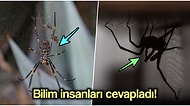 Bazı Örümcek Türleri Büyüyor mu? Evlerdeki Örümceklerin Devasa Boyutlara Ulaşmasının Muhtemel Nedenleri