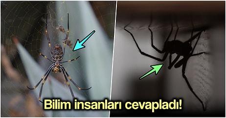Bazı Örümcek Türleri Büyüyor mu? Evlerdeki Örümceklerin Devasa Boyutlara Ulaşmasının Muhtemel Nedenleri