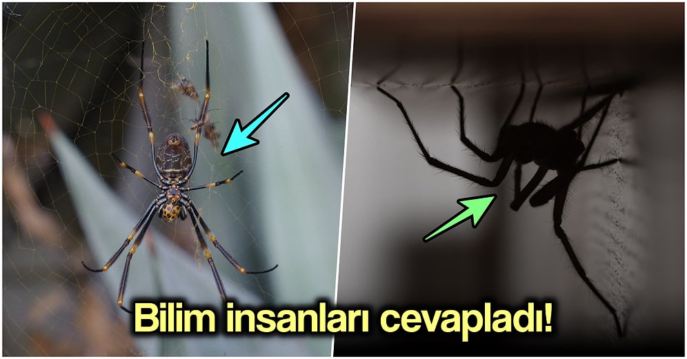 Bazı Örümcek Türleri Büyüyor mu? Evlerdeki Örümceklerin Devasa Boyutlara Ulaşmasının Muhtemel Nedenleri