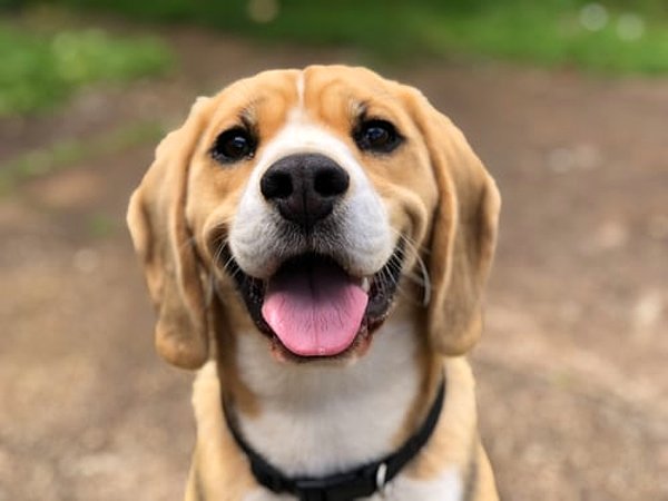 "Köpeklerin biraz renk görüşü vardır. Temelde görüşleri, kırmızı-yeşil renk körlüğü olan insanlara benzer." diye açıklıyor Bristol Üniversitesi'nde evcil hayvan davranışları ve refahı konusunda öğretim görevlisi olan Dr Emily Blackwell.