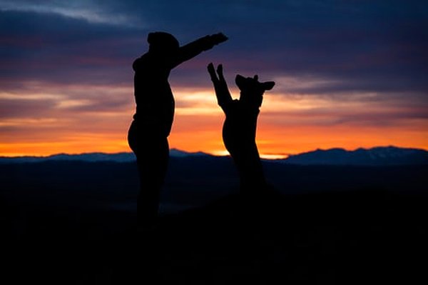 Öte yandan, köpekler geceleri çok iyi görebilirler.