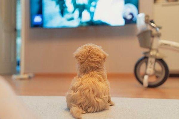 Peki köpekler televizyona baktıklarında ne görürler?
