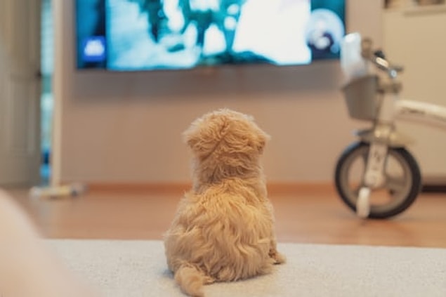 Que voient les chiens lorsqu'ils regardent la télévision ?