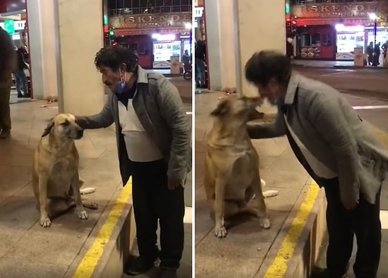 Sokak Köpeğine Uzun Hava Okuduktan Sonra Öpmek İsteyen Dayının Hayatının Şokunu Yaşadığı Anlar