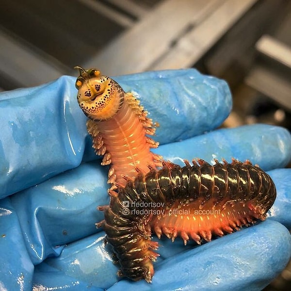 6. Это водный родственник гусеницы из "Алисы, в стране чудес"