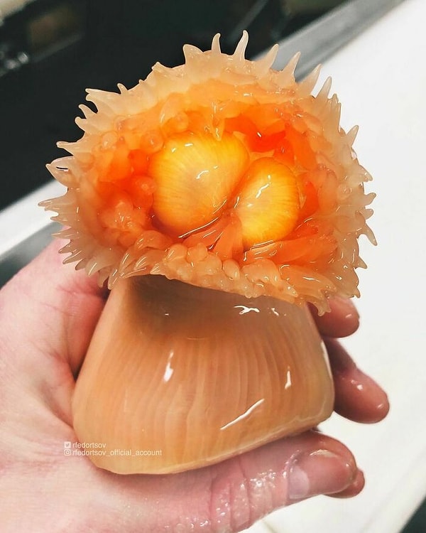 8. «Морские анемоны — хищные беспозвоночные»