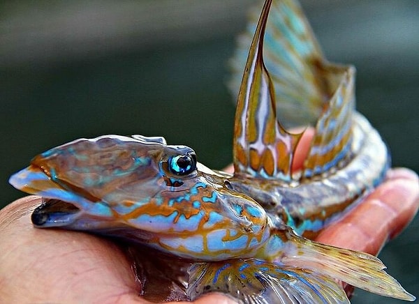 10. Морская мышь-лира