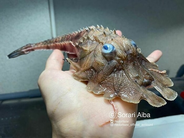 12. "Я встретил очень необычную, интересную рыбу!"