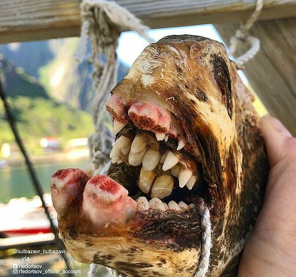 9. "Beyazlatıcı diş macunlarının bu durumda bir işe yarayacağını sanmıyorum (Atlantik Kurt Balığı)."