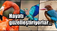 Tropik Ülkelerde Değil Güzel Ülkemizde! Türkiye'nin Bu Harikulade 11 Renkli Kuşunu Görmüş müydünüz?
