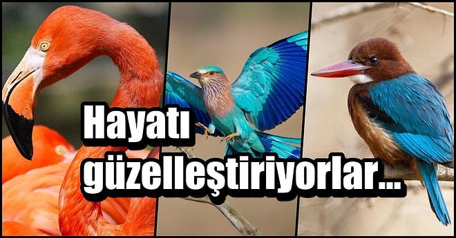 Tropik Ülkelerde Değil Güzel Ülkemizde! Türkiye'nin Bu Harikulade 11 Renkli Kuşunu Görmüş müydünüz?