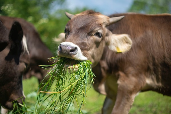 10. У коров есть национальный день