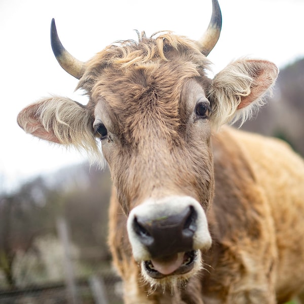 14. Коровы живут до 20 лет, что в 4 раза больше средней продолжительности жизни коров, используемых в молочной промышленности. Коровы и телята, используемые в мясной промышленности, живут максимум несколько месяцев