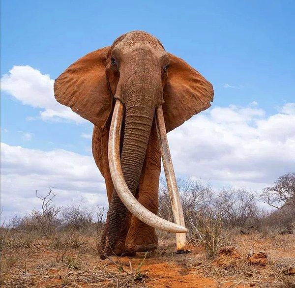 4. Bir filin dişi ortalama 4.5 kg ağırlığındadır.
