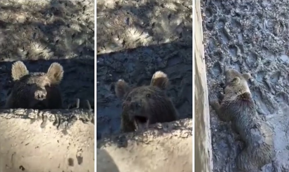 Düştüğü Yerden Çıkmak İçin Yardım İsteyen Ayının Çaresiz Anları ve O Ayıyı Sakinleştirmeye Çalışan Vatandaşlar