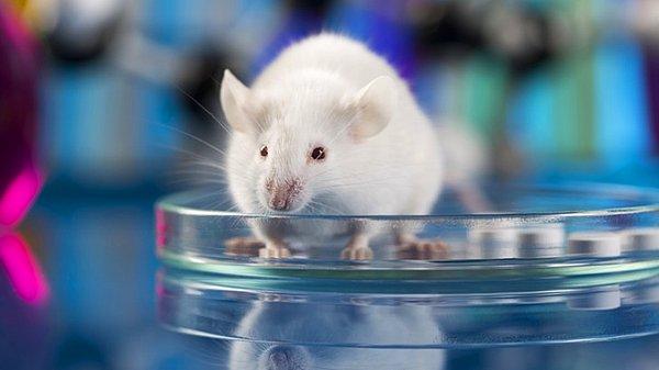 Uygulamanın ardından farelerin sperm sayılarının düştüğü görüldü. Nispeten daha daha düşük sıcaklıklara maruz kalanların doğurganlık seviyeleri 60 gün sonra normale döndü.