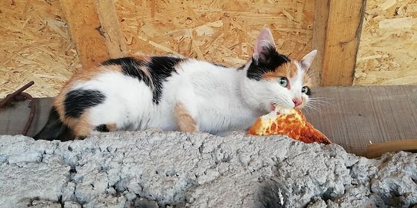 9. Ешьте с закрытым ртом