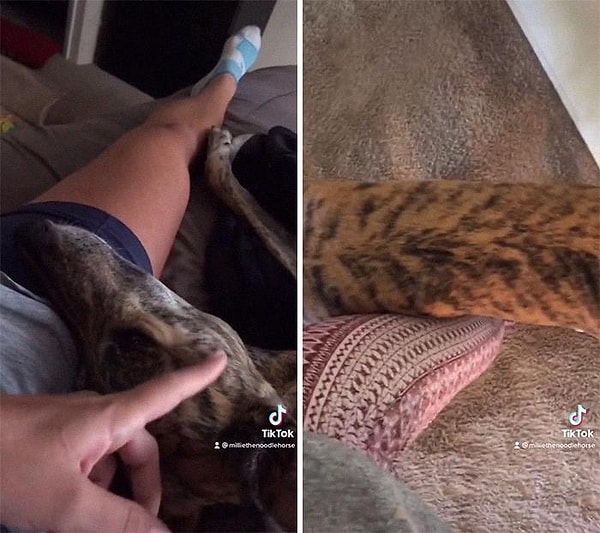 8. У собак есть лучшие друзья