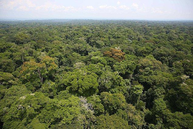 2. Kongo havzası tropikal yağmur ormanları.