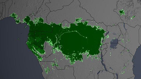 Kongo havzasındaki ormanlarda binlerce tür yaşıyor.