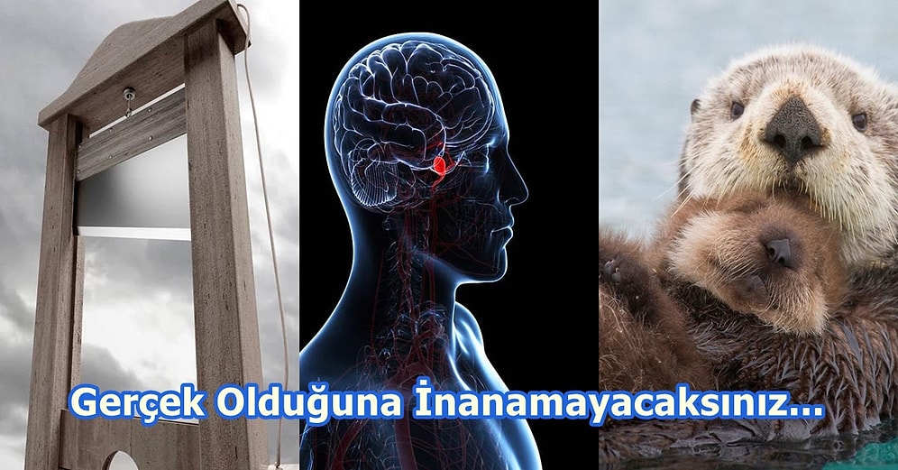 İnsanların Sergilendiği Hayvanat Bahçelerinden, Mumyalardan Yapılan Boyalara Birbirinden İlginç Bilgiler