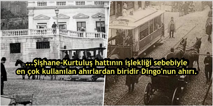 Dilimize Pelesenk Olmuş Dingo'nun Ahırı Deyiminin 1800'lü Yıllara Uzanan İlginç Ortaya Çıkış Hikâyesi